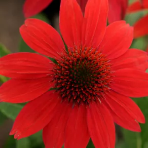 Echinacea 'Sombrero Salsa Red', Coneflower 'Sombrero Salsa Red', Echinacea 'Balsomsed', Echinacea Sombrero Series, Red coneflower, Red coneflowers, Red Echinacea, Coneflower, Coneflowers