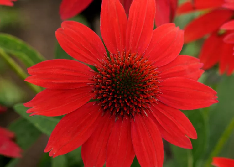 Echinacea 'Sombrero Salsa Red', Coneflower 'Sombrero Salsa Red', Echinacea 'Balsomsed', Echinacea Sombrero Series, Red coneflower, Red coneflowers, Red Echinacea, Coneflower, Coneflowers