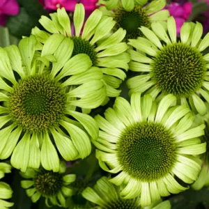 Echinacea purpurea 'Green Jewel', Echinacea 'Green Jewel', Coneflower 'Green Jewel', Green coneflower, Green coneflowers, Green Echinacea