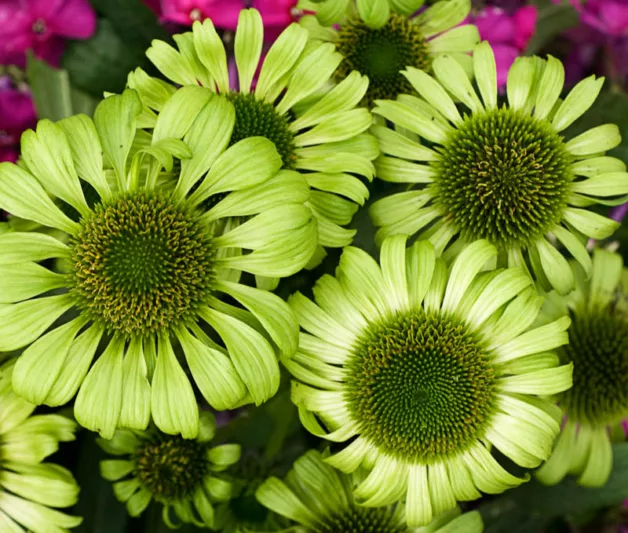 Echinacea purpurea 'Green Jewel', Echinacea 'Green Jewel', Coneflower 'Green Jewel', Green coneflower, Green coneflowers, Green Echinacea