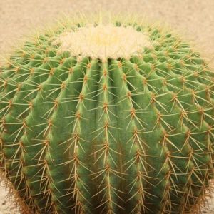 Echinocactus grusonii, Golden Barrel Cactus, Mother-in-law's Seat, Golden Ball Cactus, Golden cactus, Cactus