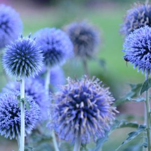 Echinops bannaticus 'Blue Glow', Globe Thistle 'Blue Glow', Echinops Blue Glow, Blue perennials, drought tolerant plants, low maintenance plants,