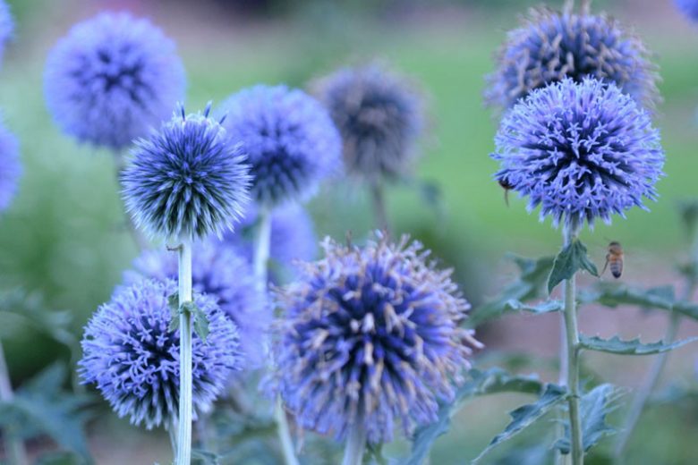 Echinops bannaticus 'Blue Glow', Globe Thistle 'Blue Glow', Echinops Blue Glow, Blue perennials, drought tolerant plants, low maintenance plants,