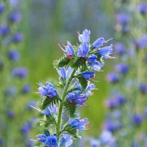 Echium Vulgare, Viper's Bugloss, Adderwort, Blue Devil, Blue Thistle, Blueweed, Bugloss, Cat's Tail, North American Blueweed, Snake Flower, Viper's Grass, Viper's Herb, Drought tolerant plants, Summer blooms, Deer resistant Plant, coastal plants, Seaside Plants