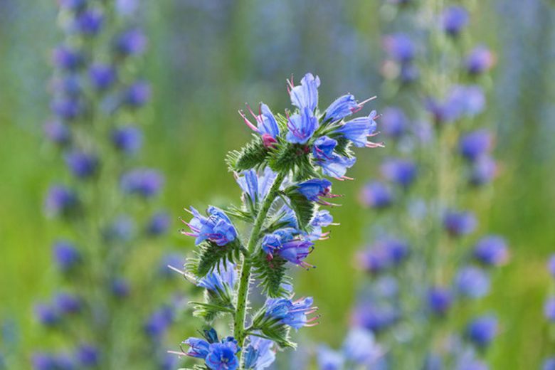 Echium Vulgare, Viper's Bugloss, Adderwort, Blue Devil, Blue Thistle, Blueweed, Bugloss, Cat's Tail, North American Blueweed, Snake Flower, Viper's Grass, Viper's Herb, Drought tolerant plants, Summer blooms, Deer resistant Plant, coastal plants, Seaside Plants