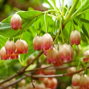 Enkianthus Campanulatus, Redvein Enkianthus, Furin-Tsutsuji, deciduous shrub