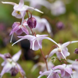 Epimedium Akebono, Barrenwort 'Akebono', Bishop's Hat 'Akebono', Bishop's Mitre 'Akebono', Fairy Wings 'Akebono', Shade Plants, Shade Perennials, Purple Flowers, Groundcovers, Ground Cover