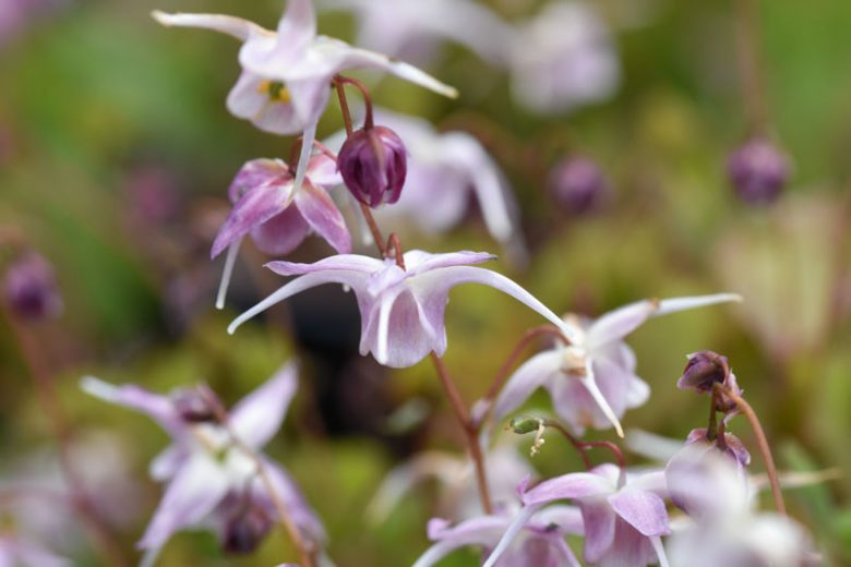 Epimedium Akebono, Barrenwort 'Akebono', Bishop's Hat 'Akebono', Bishop's Mitre 'Akebono', Fairy Wings 'Akebono', Shade Plants, Shade Perennials, Purple Flowers, Groundcovers, Ground Cover