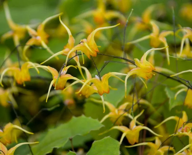 Epimedium 'Amber Queen', Barrenwort 'Amber Queen', Bishop's Hat 'Amber Queen', Bishop's Mitre 'Amber Queen', Fairy Wings 'Amber Queen', Shade Plants, Shade Perennials, Yellow Flowers, Groundcovers, Ground Cover