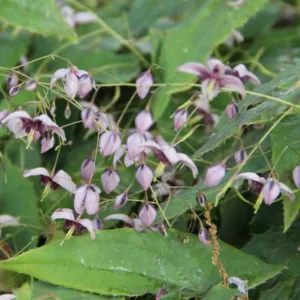 Epimedium × rubrum, Barrenwort 'Lilafee', Bishop's Hat 'Lilafee', Bishop's Mitre 'Lilafee', Fairy Wings ''Lilafee', Shade Plants, Shade Perennials, Purple Flowers, Groundcovers, Ground Cover