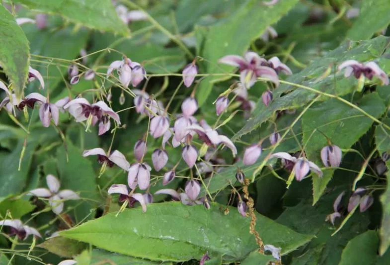 Epimedium × rubrum, Barrenwort 'Lilafee', Bishop's Hat 'Lilafee', Bishop's Mitre 'Lilafee', Fairy Wings ''Lilafee', Shade Plants, Shade Perennials, Purple Flowers, Groundcovers, Ground Cover