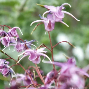 Epimedium grandiflorum 'Lilafee', Barrenwort 'Lilafee', Bishop's Hat 'Lilafee', Bishop's Mitre 'Lilafee', Fairy Wings 'Lilafee', Shade Plants, Shade Perennials, Purple Flowers, Groundcovers, Ground Cover