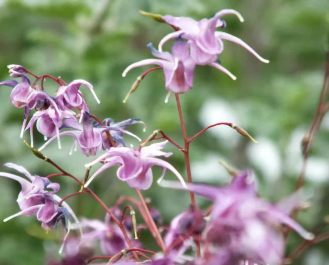 Epimedium grandiflorum 'Lilafee', Barrenwort 'Lilafee', Bishop's Hat 'Lilafee', Bishop's Mitre 'Lilafee', Fairy Wings 'Lilafee', Shade Plants, Shade Perennials, Purple Flowers, Groundcovers, Ground Cover