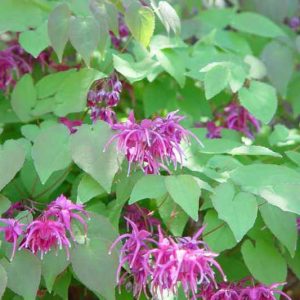 Epimedium grandiflorum 'Rose Queen', Barrenwort 'Rose Queen', Bishop's Hat 'Rose Queen', Bishop's Mitre 'Rose Queen', Fairy Wings 'Rose Queen', Shade Plants, Shade Perennials, Pink Flowers, Groundcovers, Ground Cover
