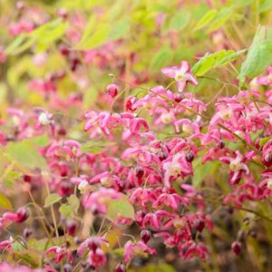 Epimedium × rubrum, Red Barrenwort, Epimedium alpinum 'Rubrum', Bishop's Hat 'Rubrum', Bishop's Mitre 'Rubrum', Fairy Wings 'Rubrum'', Shade Plants, Shade Perennials, Red Flowers, Groundcovers, Ground Cover