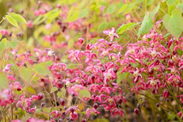 Epimedium × rubrum, Red Barrenwort, Epimedium alpinum 'Rubrum', Bishop's Hat 'Rubrum', Bishop's Mitre 'Rubrum', Fairy Wings 'Rubrum'', Shade Plants, Shade Perennials, Red Flowers, Groundcovers, Ground Cover
