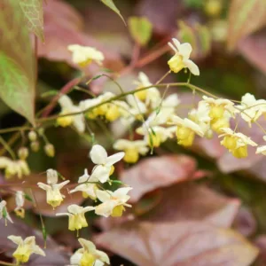 Epimedium × versicolor 'Sulphureum', Barrenwort 'Sulphureum', Epimedium macranthum 'Sulphureum', Epimedium sulphureum, Epimedium × youngianum 'Sulphureum', Shade Plants, Shade Perennials, Yellow Flowers, Groundcovers, Ground Cover