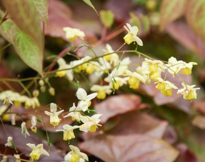 Epimedium × versicolor 'Sulphureum', Barrenwort 'Sulphureum', Epimedium macranthum 'Sulphureum', Epimedium sulphureum, Epimedium × youngianum 'Sulphureum', Shade Plants, Shade Perennials, Yellow Flowers, Groundcovers, Ground Cover