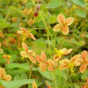 Epimedium × warleyense 'Orangekönigin', Barrenwort ''Orangekönigin'', Bishop's Hat ''Orangekönigin'', Bishop's Mitre ''Orangekönigin'', Fairy Wings ''Orangekönigin', Epimedium pubescens 'Orange Queen', Epimedium × cantabrigiense ORANGE QUEEN', Shade Plants, Shade Perennials, Yellow Flowers, Groundcovers, Ground Cover