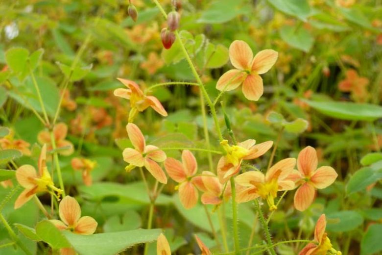 Epimedium × warleyense 'Orangekönigin', Barrenwort ''Orangekönigin'', Bishop's Hat ''Orangekönigin'', Bishop's Mitre ''Orangekönigin'', Fairy Wings ''Orangekönigin', Epimedium pubescens 'Orange Queen', Epimedium × cantabrigiense ORANGE QUEEN', Shade Plants, Shade Perennials, Yellow Flowers, Groundcovers, Ground Cover