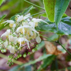 Epimedium wushanense, Barrenwort, Bishop's Hat, Bishop's Mitre, Fairy Wings, Shade Plants, Shade Perennials, White Flowers, Pink Flowers, Groundcovers, Ground Cover