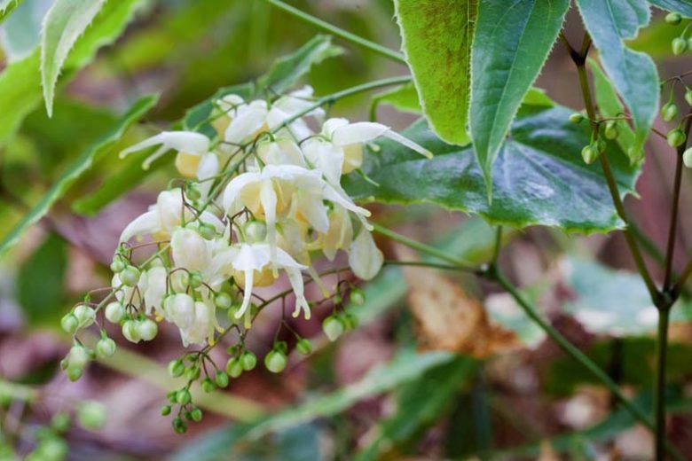 Epimedium wushanense, Barrenwort, Bishop's Hat, Bishop's Mitre, Fairy Wings, Shade Plants, Shade Perennials, White Flowers, Pink Flowers, Groundcovers, Ground Cover
