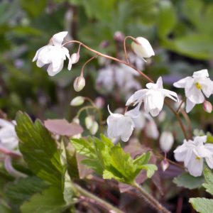 Epimedium × youngianum 'Niveum', Snowy Barrenwort, Barrenwort 'Niveum', Bishop's Hat 'Niveum', Bishop's Mitre 'Niveum', Fairy Wings 'Niveum', Shade Plants, Shade Perennials, White Flowers, Groundcovers, Ground Cover