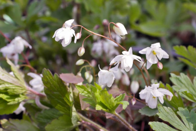 Epimedium × youngianum 'Niveum', Snowy Barrenwort, Barrenwort 'Niveum', Bishop's Hat 'Niveum', Bishop's Mitre 'Niveum', Fairy Wings 'Niveum', Shade Plants, Shade Perennials, White Flowers, Groundcovers, Ground Cover