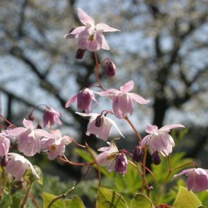 Epimedium × youngianum 'Roseum', Barrenwort 'Roseum', Bishop's Hat 'Roseum', Bishop's Mitre 'Roseum', Fairy Wings 'Roseum', Shade Plants, Shade Perennials, Pink Flowers, Groundcovers, Ground Cover
