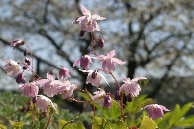 Epimedium × youngianum 'Roseum', Barrenwort 'Roseum', Bishop's Hat 'Roseum', Bishop's Mitre 'Roseum', Fairy Wings 'Roseum', Shade Plants, Shade Perennials, Pink Flowers, Groundcovers, Ground Cover