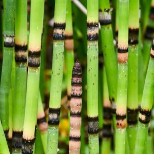 Equisetum hyemale, Horsetail, Rough Horsetail, Dutch Rush, Dutch Rushes, Pewterwort, Scouring Rush, Shave Grass, Snake Grass, Scouringrush Horsetail, Perennial Grass