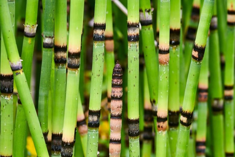 Equisetum hyemale, Horsetail, Rough Horsetail, Dutch Rush, Dutch Rushes, Pewterwort, Scouring Rush, Shave Grass, Snake Grass, Scouringrush Horsetail, Perennial Grass