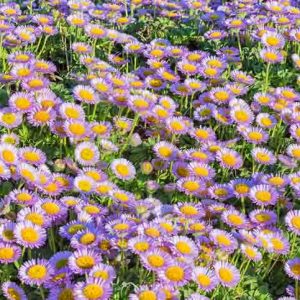 Erigeron glaucus Sea Breeze, Seaside Daisy 'Sea Breeze', Beach Fleabane Daisy 'Sea Breeze', Pink flowers, Pink Groundcovers, Mediterranean Plants