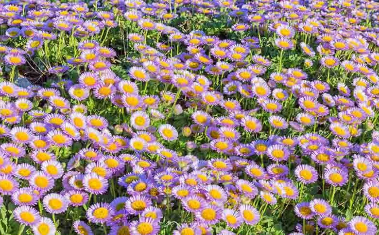 Erigeron glaucus Sea Breeze, Seaside Daisy 'Sea Breeze', Beach Fleabane Daisy 'Sea Breeze', Pink flowers, Pink Groundcovers, Mediterranean Plants