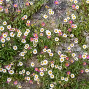 Erigeron karvinskianus, Mexican Daisy, Santa Barbara Daisy, Dancing Daisy, Seaside Daisy, Mexican Fleabane, Latin American Fleabane, Erigeron karvinskianus 'Bluetenmeer', Erigeron karvinskianus 'Profusion', Erigeron mucronatus, Erigeron 'Profusion', Mediterranean Plants