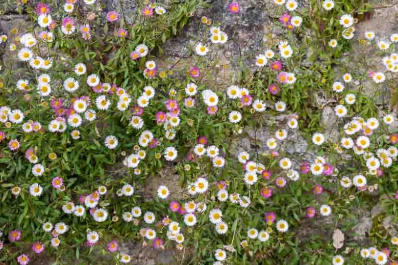 Erigeron karvinskianus, Mexican Daisy, Santa Barbara Daisy, Dancing Daisy, Seaside Daisy, Mexican Fleabane, Latin American Fleabane, Erigeron karvinskianus 'Bluetenmeer', Erigeron karvinskianus 'Profusion', Erigeron mucronatus, Erigeron 'Profusion', Mediterranean Plants