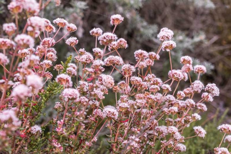 Eriogonum fasciculatum,  California Buckwheat, Eastern Mojave Buckwheat, Flattop Buckwheat, Yellow Buckwheat