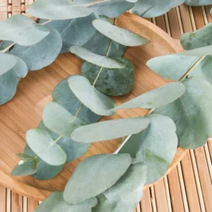 Eucalyptus cinerea, Argyle Apple, Silver Dollar Tree, Evergreen Tree, Beautiful Bark, Fragrant Tree