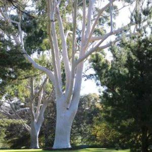 Eucalyptus citriodora, Lemon-Scented Gum, Citron-Scented Gum, Lemon-Scented Eucalyptus, Evergreen Tree, Beautiful Bark, Fragrant Tree