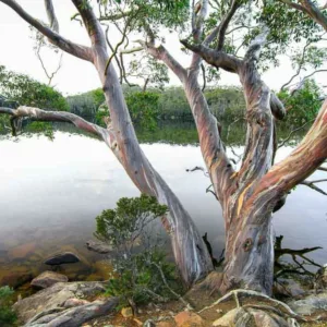 Eucalyptus coccifera, Tasmanian Snow Gum, Mount Wellington Peppermint, Evergreen Tree, Red Bark, Fragrant Tree