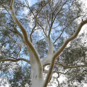 Eucalyptus dalrympleana, Mountain Gum, Broad-Leaved Kindling Bark, Broad-Leaved Ribbon Gum, Evergreen Tree, White Bark, Aromatic Leaves