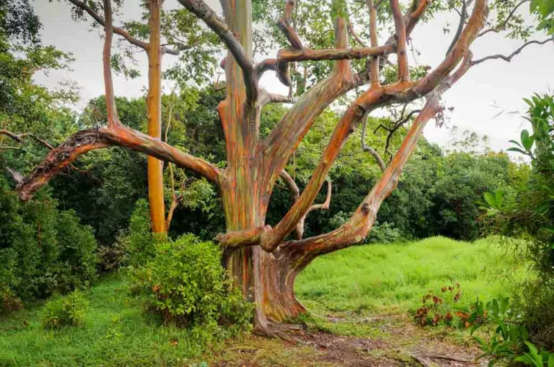 Eucalyptus deglupta, Rainbow Gum, Indonesian Gum, Mindanao Gum, Rainbow Eucalyptus, Bagras, Kamarere,, Evergreen Tree, Colorful Bark