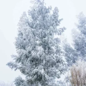 Eucalyptus gunnii, Cider Gum, Cider Tree, Tasmanian Cider Tree, Evergreen Tree, Bark, Aromatic Leaves