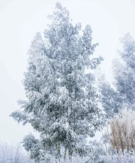 Eucalyptus gunnii, Cider Gum, Cider Tree, Tasmanian Cider Tree, Evergreen Tree, Bark, Aromatic Leaves