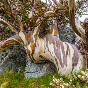 Eucalyptus pauciflora, Snow Gum, White Sallee, Cabbage Gum, Weeping Gum, Flooded Gum, Ghost Gum, Peppermint, Swamp Gum, Evergreen Tree, Bark, White Bark