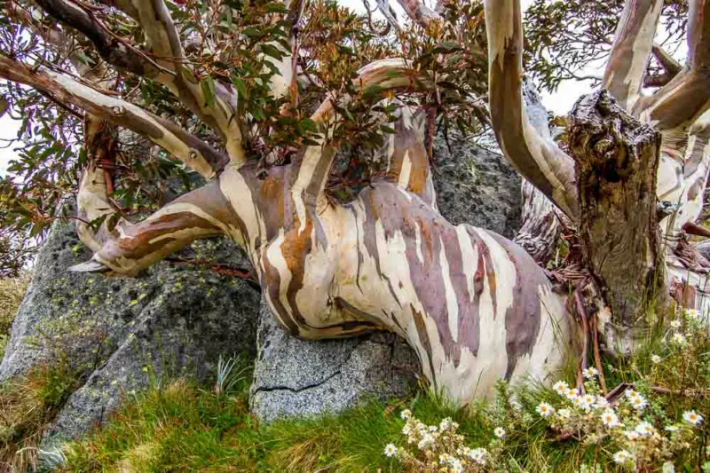 Eucalyptus pauciflora, Snow Gum, White Sallee, Cabbage Gum, Weeping Gum, Flooded Gum, Ghost Gum, Peppermint, Swamp Gum, Evergreen Tree, Bark, White Bark