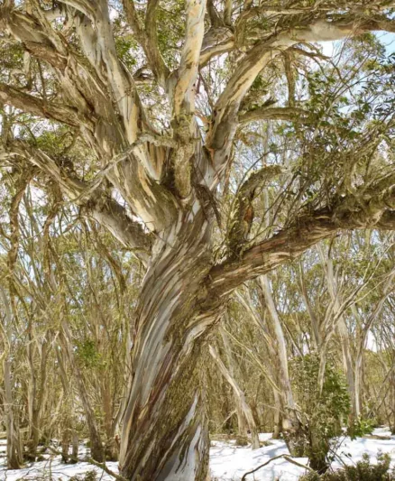 Eucalyptus pauciflora subsp. niphophila, Alpine Snow Gum, Snow Gum, Evergreen Tree, Beautiful Bark, Fragrant Tree