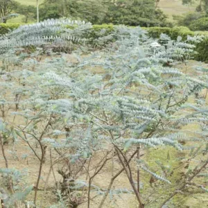 Eucalyptus pulverulenta 'Baby Blue', Florist Silver Dollar 'Baby Blue', Silver-Leaved Mountain Gum 'Baby Blue', Powdered Gum 'Baby Blue', Silver Mountain Gum 'Baby Blue', Evergreen Tree, Bark, Blue leaves, Fragrant Tree