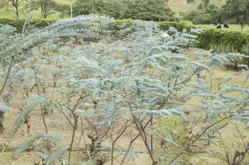 Eucalyptus pulverulenta 'Baby Blue', Florist Silver Dollar 'Baby Blue', Silver-Leaved Mountain Gum 'Baby Blue', Powdered Gum 'Baby Blue', Silver Mountain Gum 'Baby Blue', Evergreen Tree, Bark, Blue leaves, Fragrant Tree