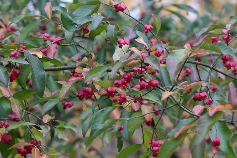 Euonymus Atropurpureus, Eastern Wahoo, Burning Bush, shrubs, fall color, shrub with berries, red leaves
